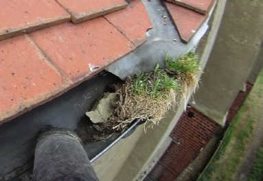 Gutter cleaning in Fakenham Norfolk